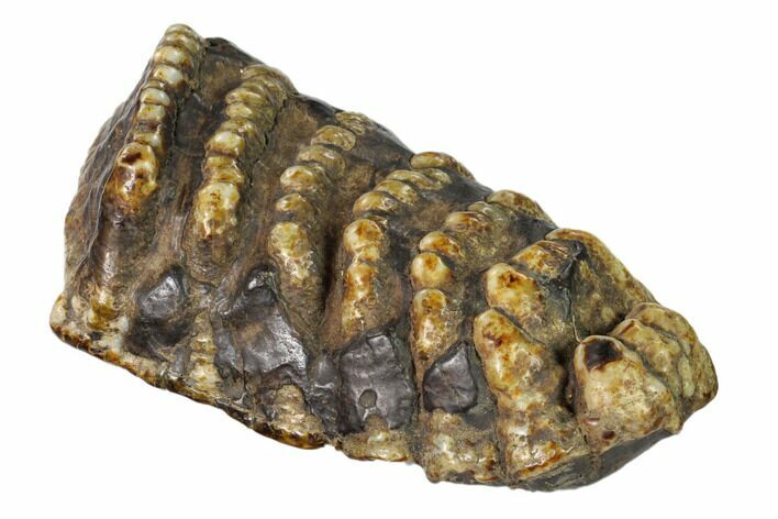 Partial, Fossil Stegodon Molar - Indonesia #148201